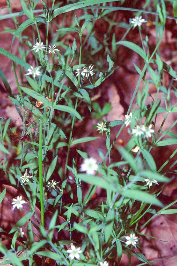 Stellaria alsine