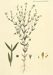 Stellaria crassifolia