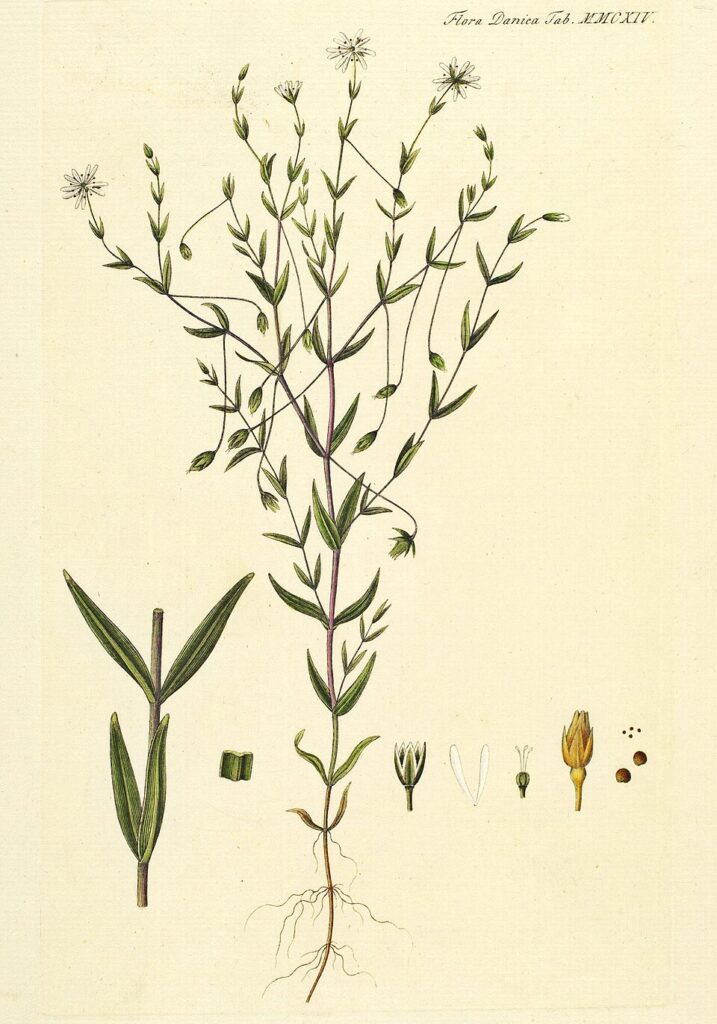Stellaria crassifolia
