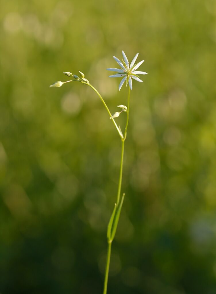 Stellaria graminea
