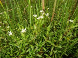 Stellaria humifusa
