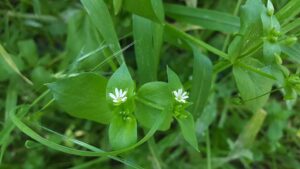 Stellaria neglecta