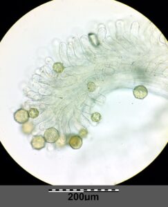 Stellaria ruderalis