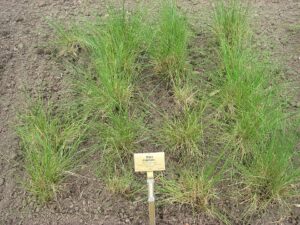 Stipa capillata