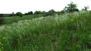 Stipa lessingiana