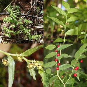 Streptopus streptopoides var. streptopoides