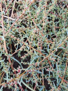 Suaeda corniculata