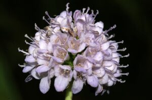 Succisella inflexa