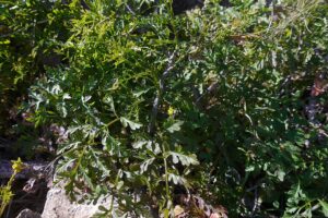 Succowia balearica