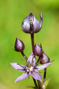Swertia perennis