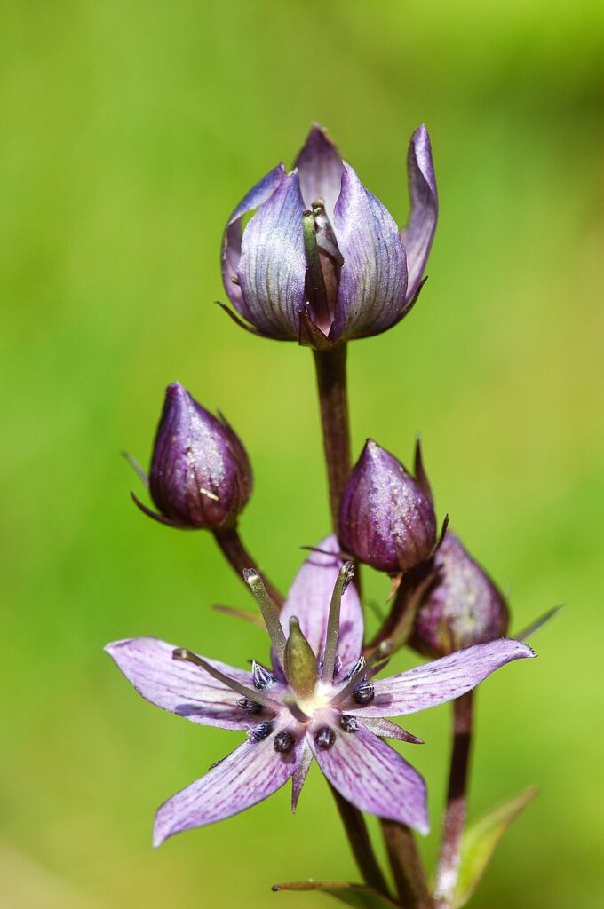 Swertia perennis
