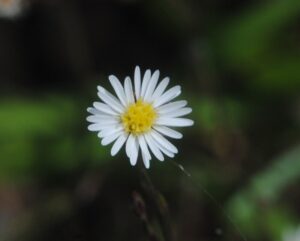 Symphyotrichum squamatum