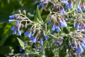 Symphytum caucasicum