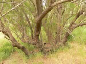 Tamarix nilotica