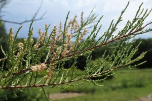 Tamarix smyrnensis