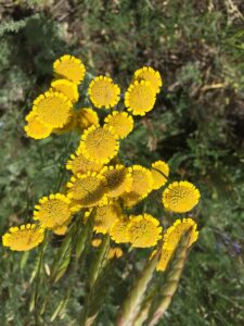 Tanacetum achilleifolium
