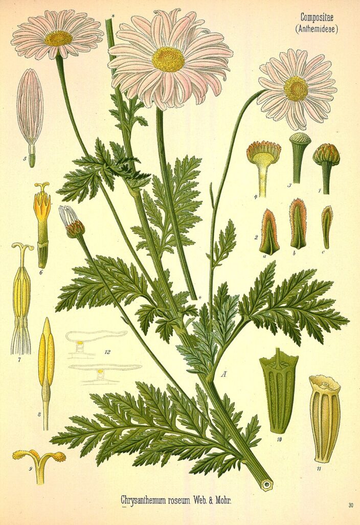 Tanacetum coccineum