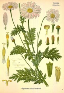 Tanacetum coccineum