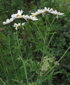 Tanacetum corymbosum