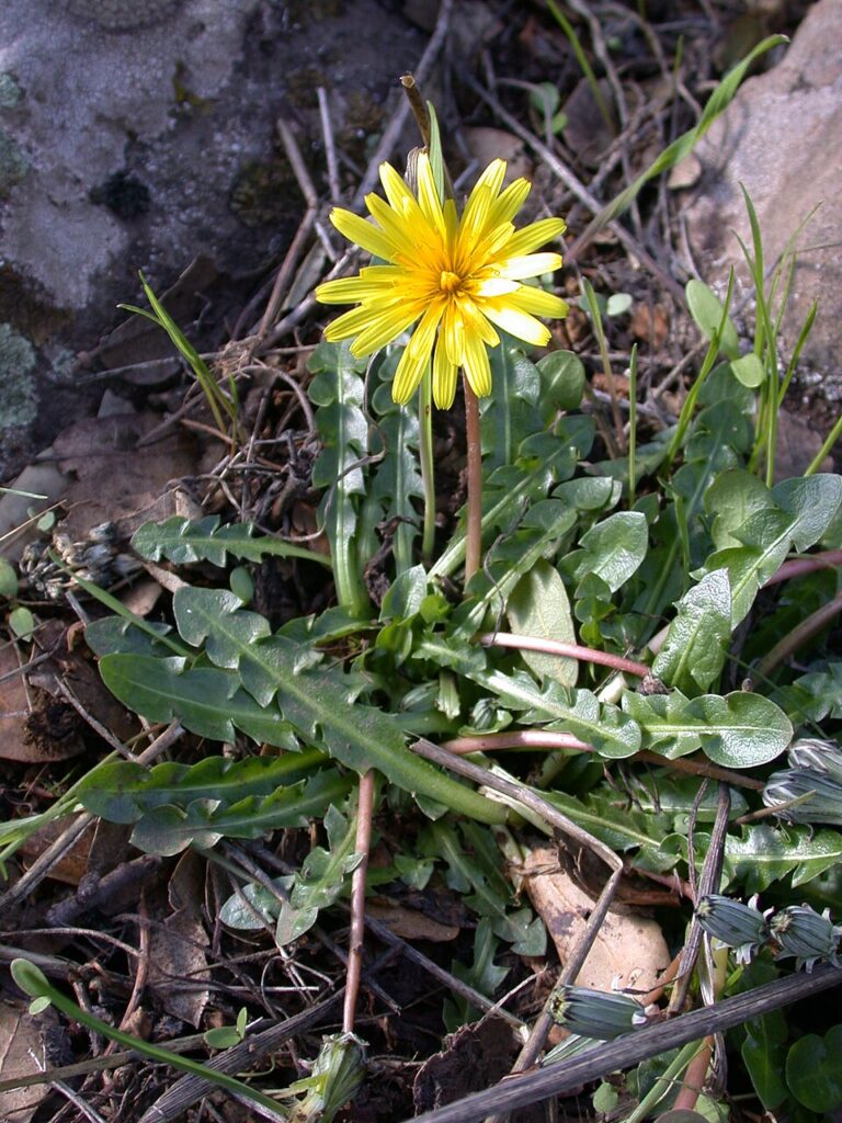Taraxacum cyprium