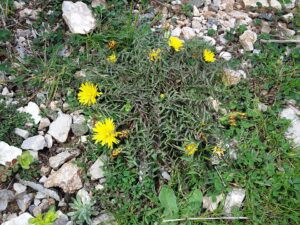 Taraxacum sect. Erythrosperma