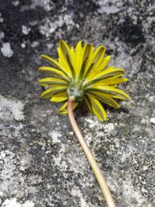 Taraxacum sect. Palustria