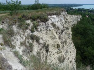 Crambe tataria var. tataria