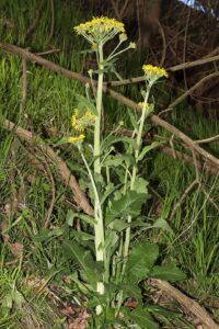 Tephroseris balbisiana