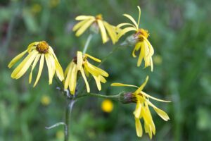 Tephroseris helenitis