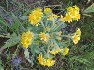Tephroseris palustris