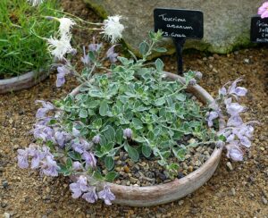 Teucrium aroanium