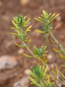 Teucrium balthazaris