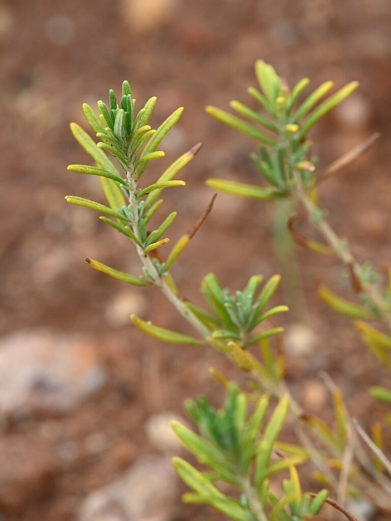 Teucrium balthazaris