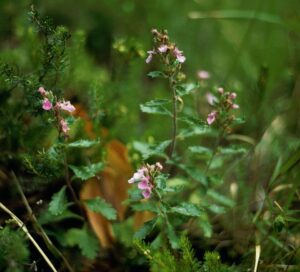 Teucrium chamaedrys
