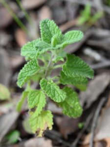 Teucrium chrysotrichum