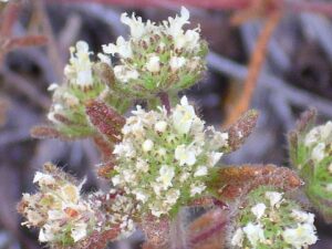 Teucrium haenseleri