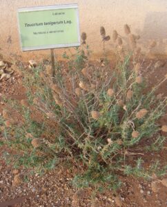 Teucrium lanigerum