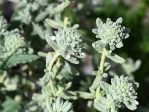 Teucrium lusitanicum