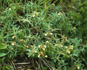Teucrium montanum