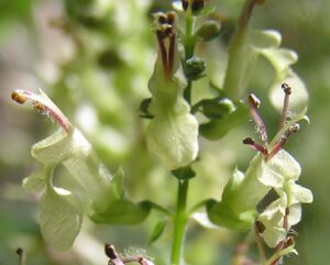 Teucrium scorodonia