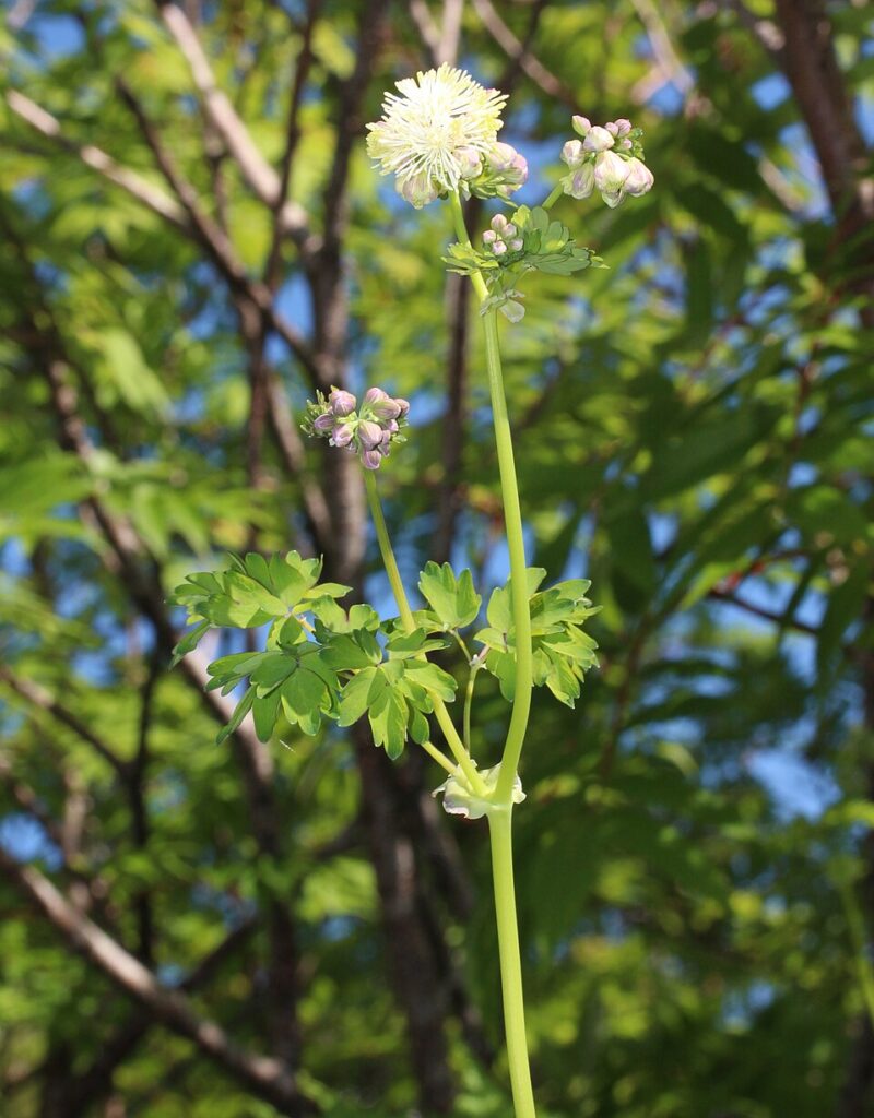 Thalictrum aquilegiifolium var. aquilegiifolium