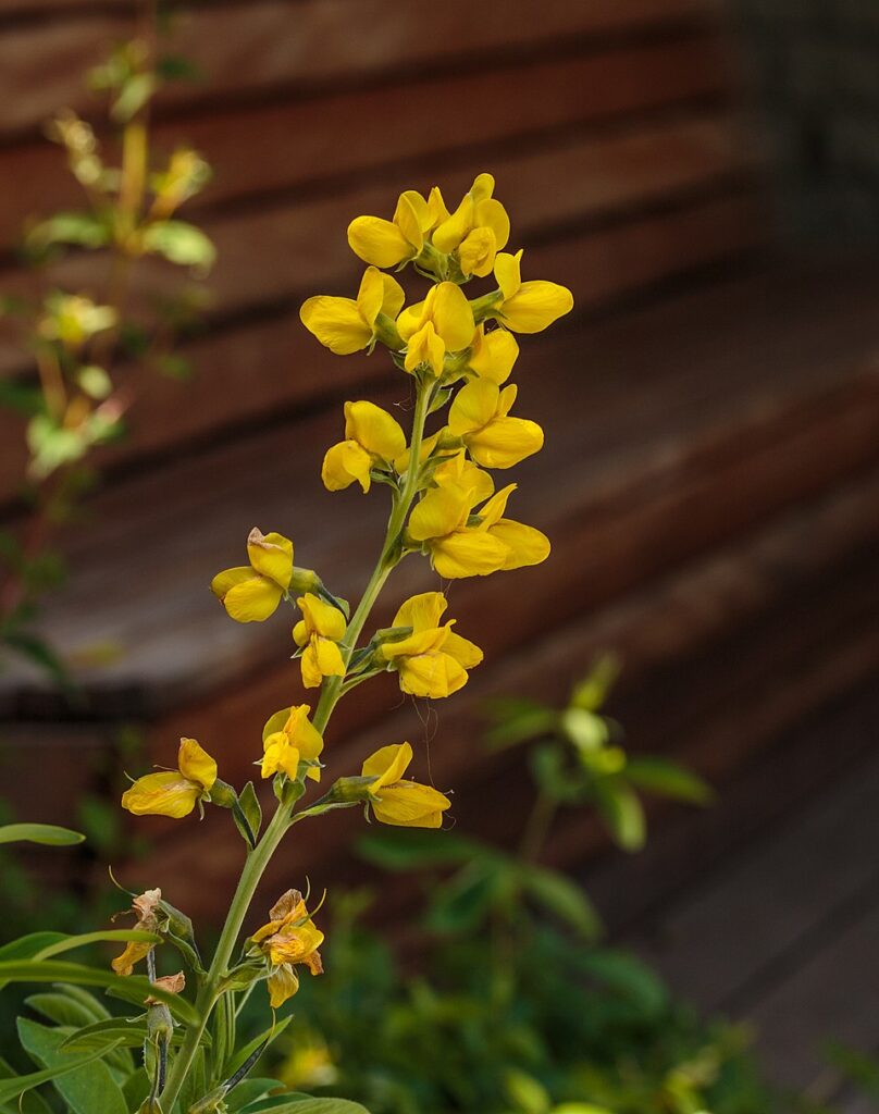 Thermopsis lanceolata