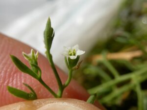 Thesium ramosum