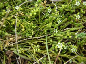 Thesium humifusum