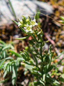 Thesium kyrnosum
