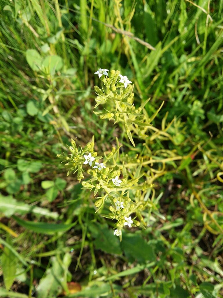 Thesium pyrenaicum subsp. pyrenaicum