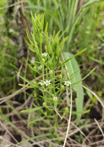 Thesium repens