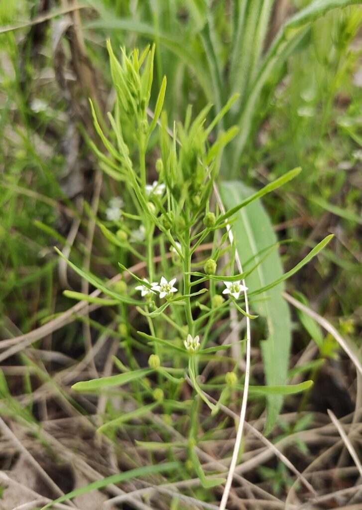 Thesium repens