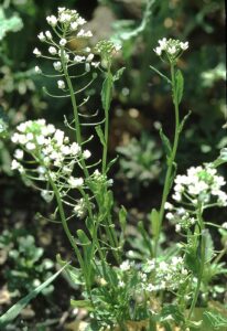 Thlaspi arvense