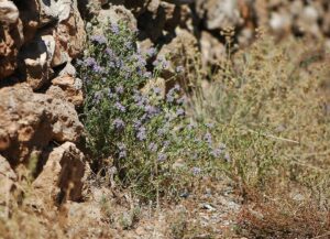Thymbra capitata